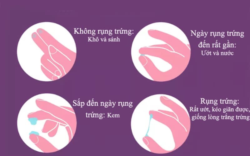 Canh ng&agrave;y rụng trứng